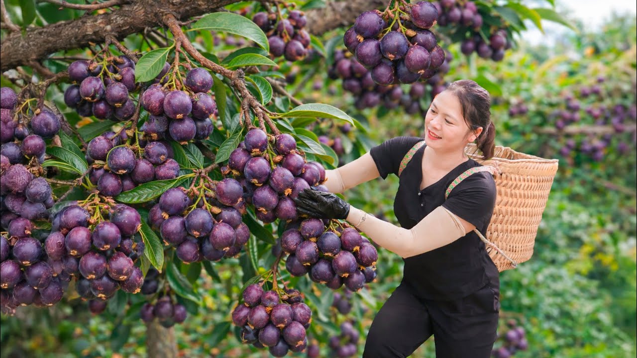 Harvesting Wild Grapes and Making Traditional Dried Grapes in a Remote Village
