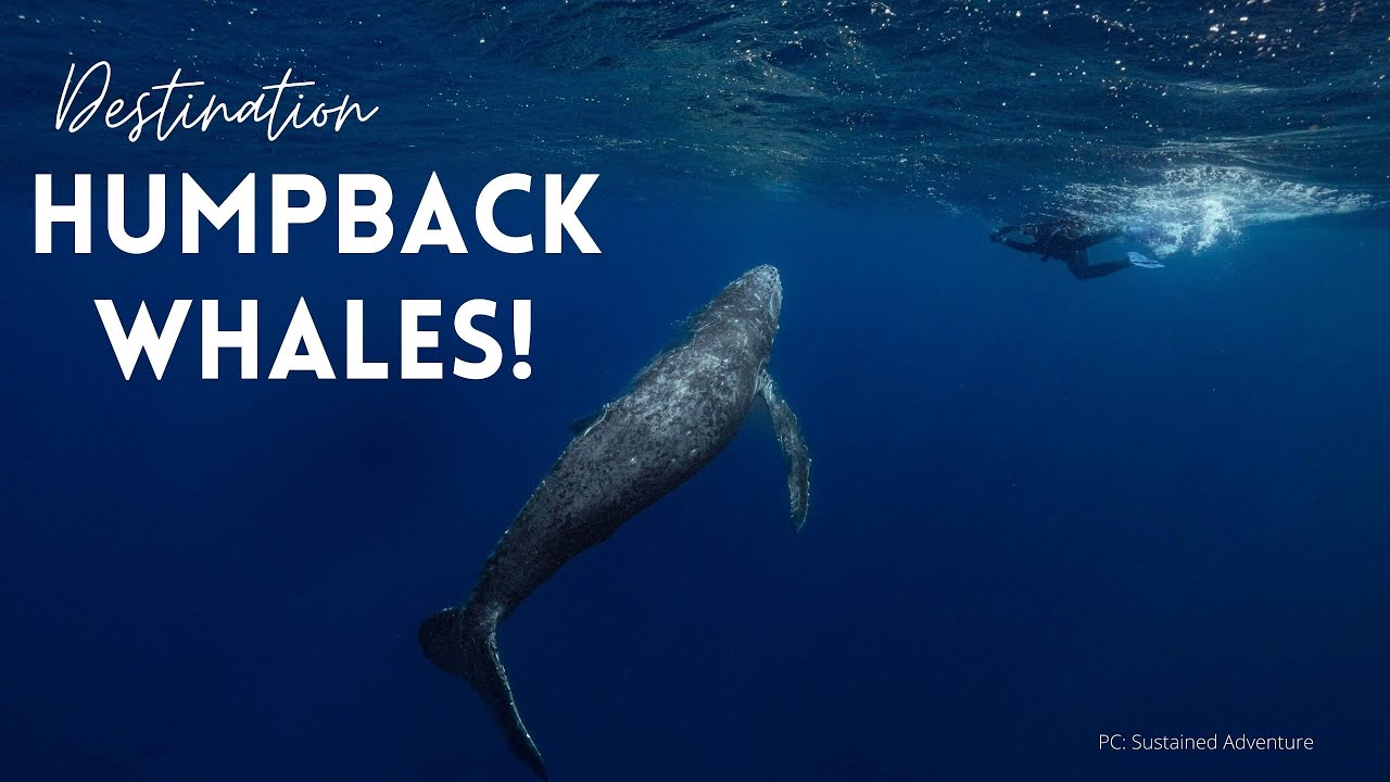 Swimming with WHALES! | Okinawa Japan
