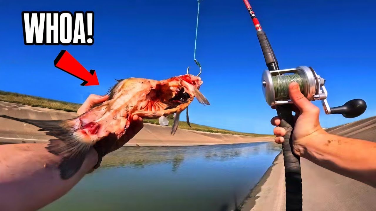 Watch What Happens If You Fall in the Bayou!