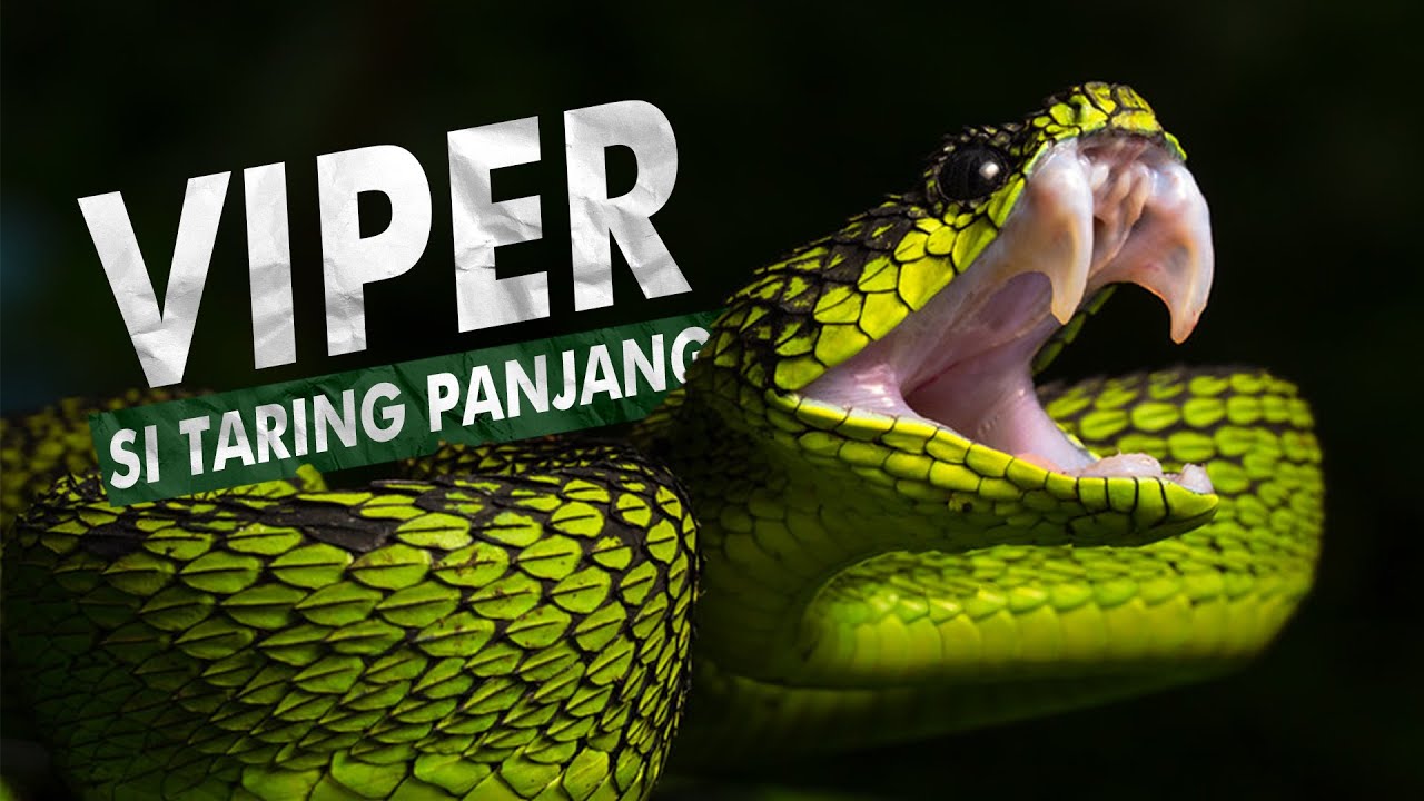 Keluarga Ular Dengan Taring Terpanjang di Dunia | Viper, Viperidae