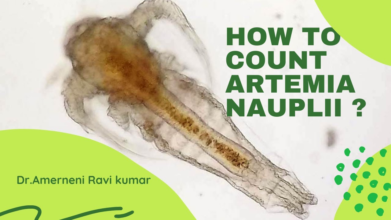How To Count Artemia Nauplii Accurately ? (Telugu)