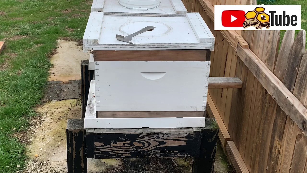 Winter hive cleanup | beehive | beekeeping