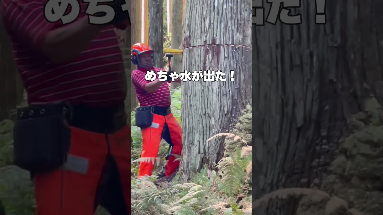【匠の技】プロの大木の切り方。