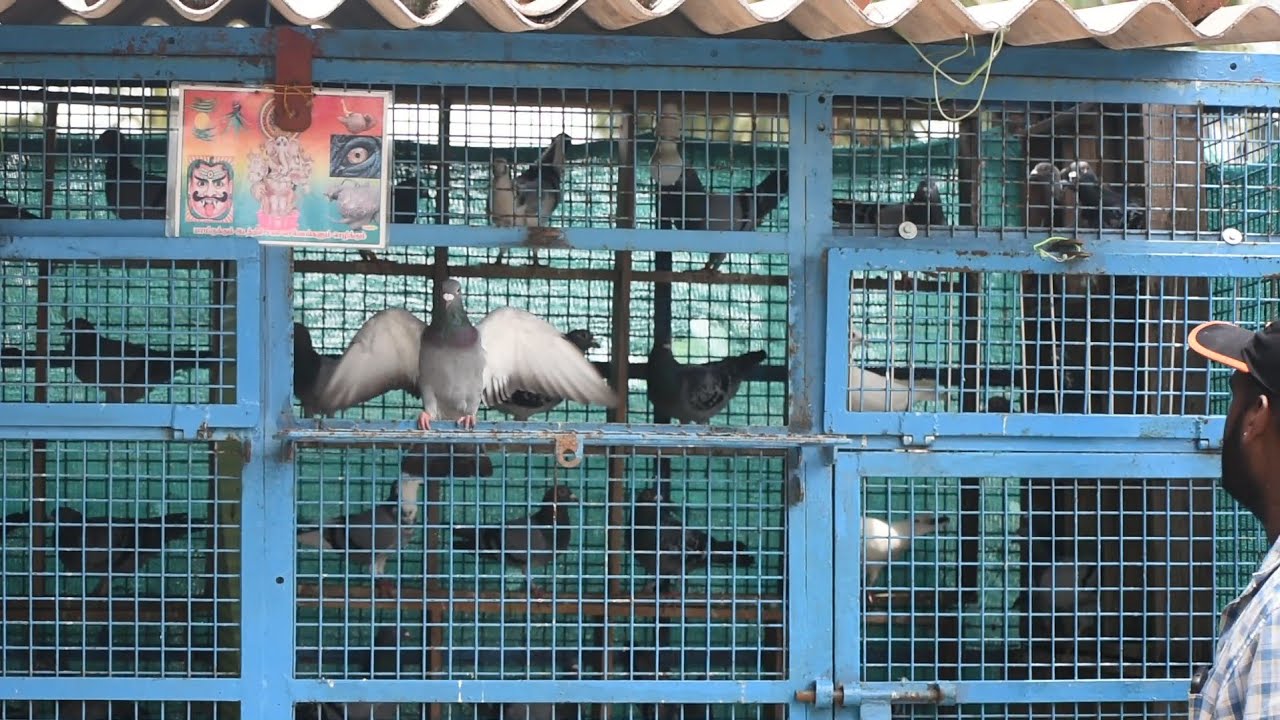 DHANUSH HOMER RACER PIGEON LOFT.