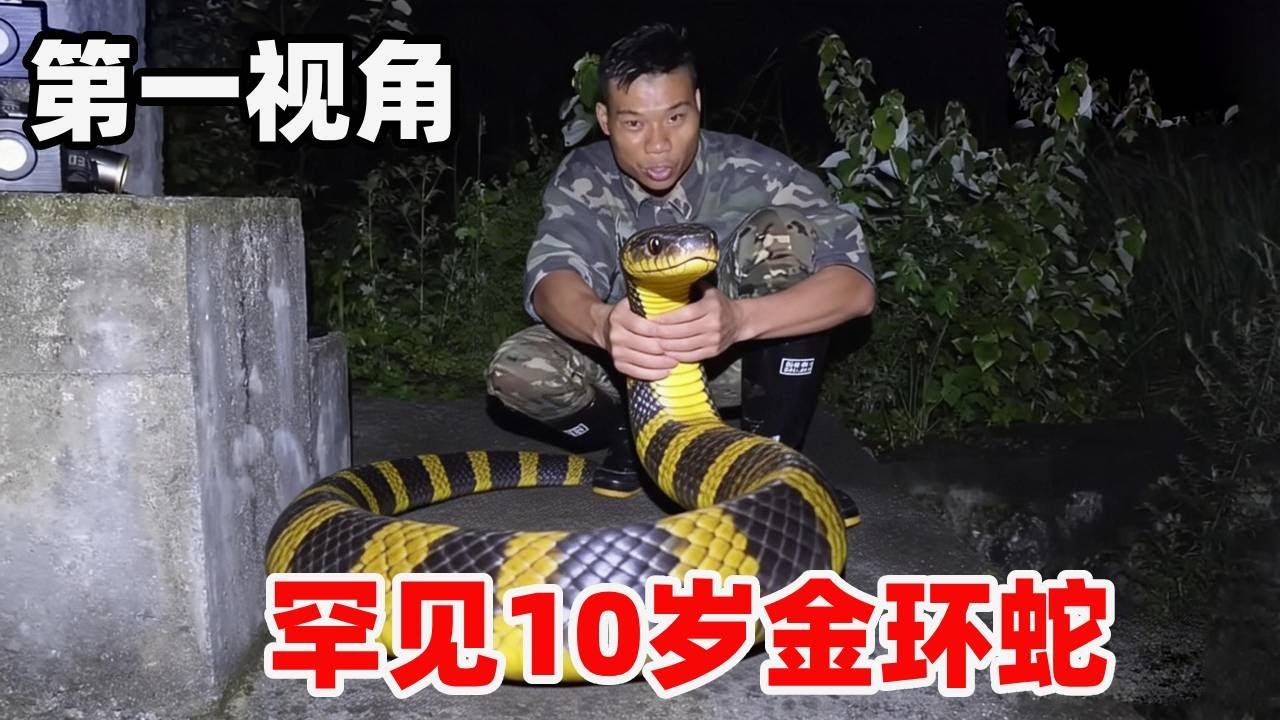 惊现10岁金环蛇！第一视角探秘佛冈香蕉园，毒牙是银环蛇 2 倍，它俩到底差在哪？