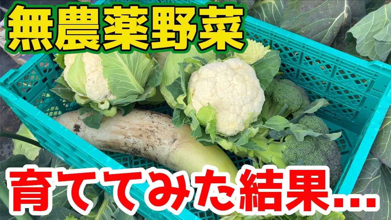 【無農薬】で育てた秋冬野菜はうまくいったのか結果発表！
