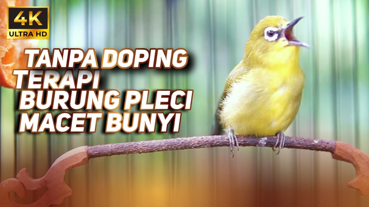 TERAPI BURUNG PLECI MACET BUNYI CEPAT GACOR | MASTERAN PLECI BAHAN AUTO GACOR BERJAMAAH
