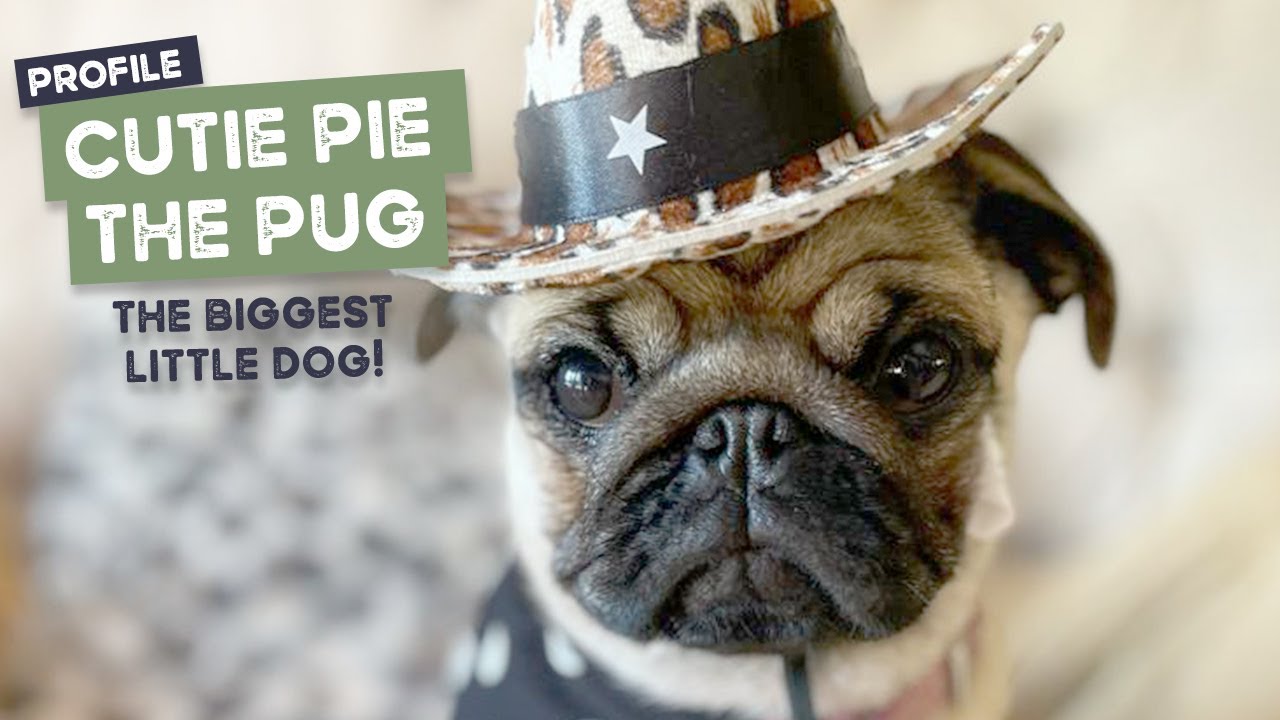 Cutie Pie the Pug