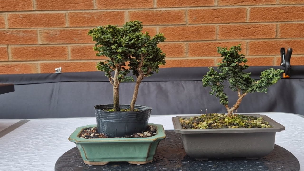 Bonsai update Jan 24 - Sekka Hinoki, Corkscrew Hazel and canal walk cutting