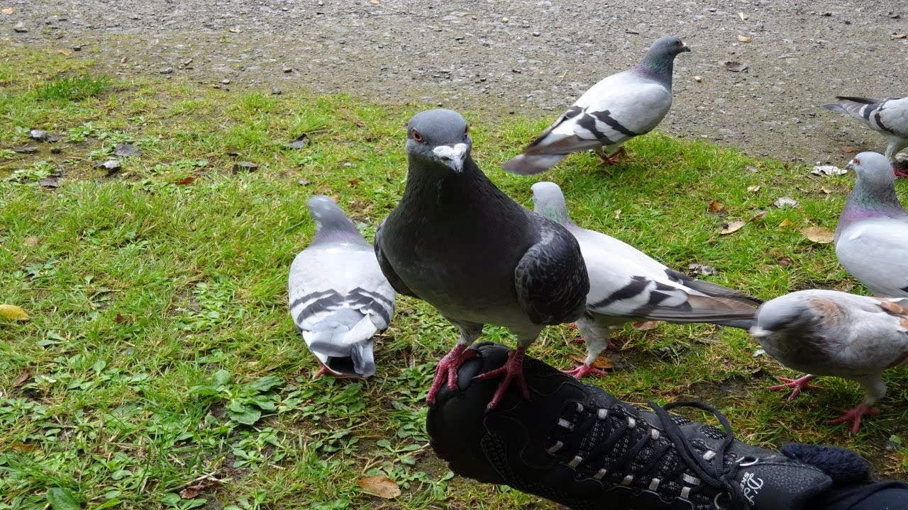 Feeding Feral Pigeons