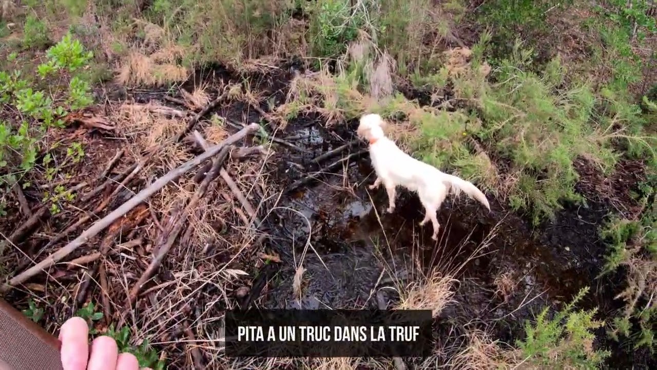 chasse bécasse sur deux jour