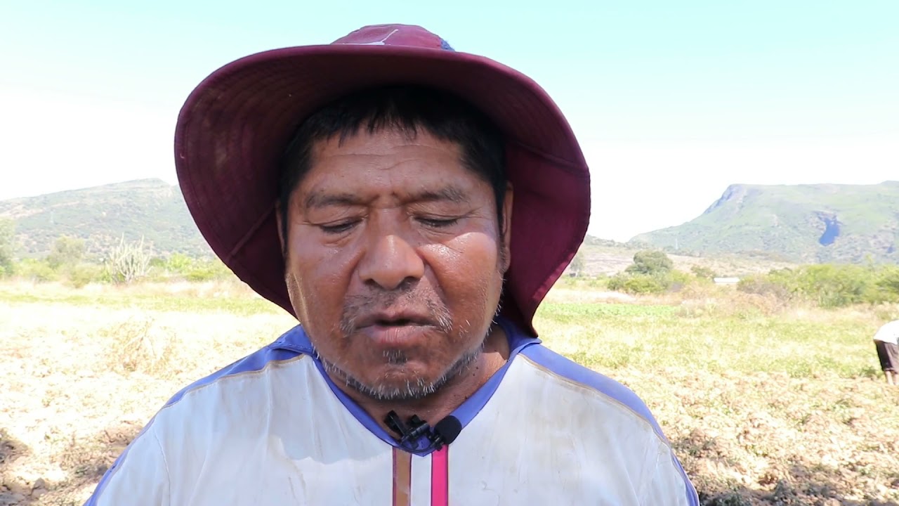 Producción, Cosecha y Comercialización de Maní en Mizque.