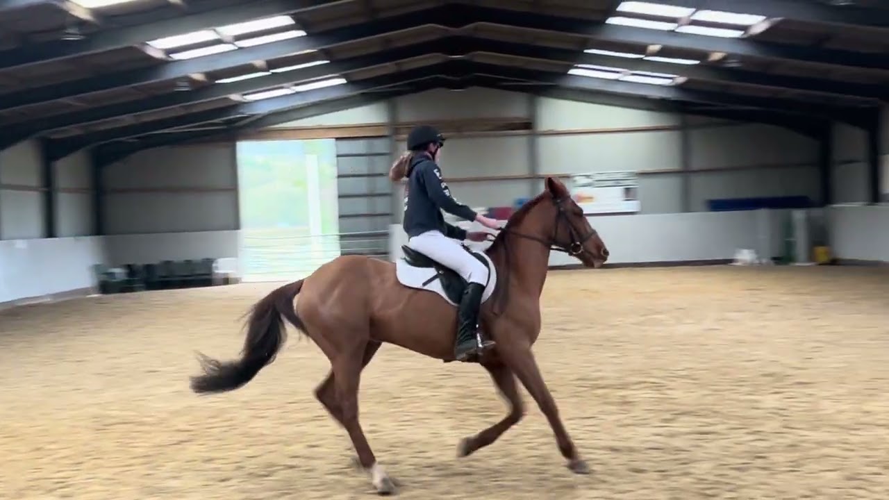 NSEA February 2026 pop up dressage - class 2 - prelim 2(2024) - Lily on ridge cross lad
