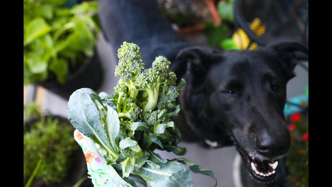 Broccoli in Containers | Growing & Harvesting with Taste Test!