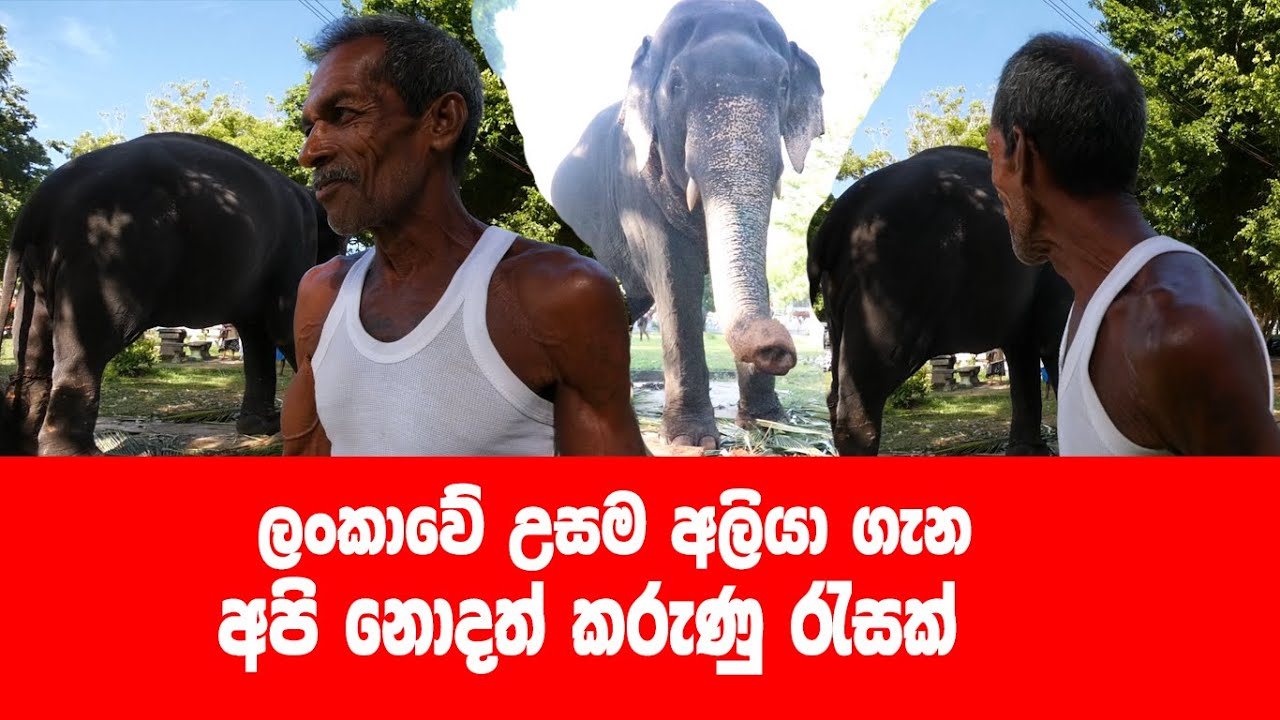 ලංකාවේ උසම අලියා ගැන අපි නොදත් කරුණු රැසක්