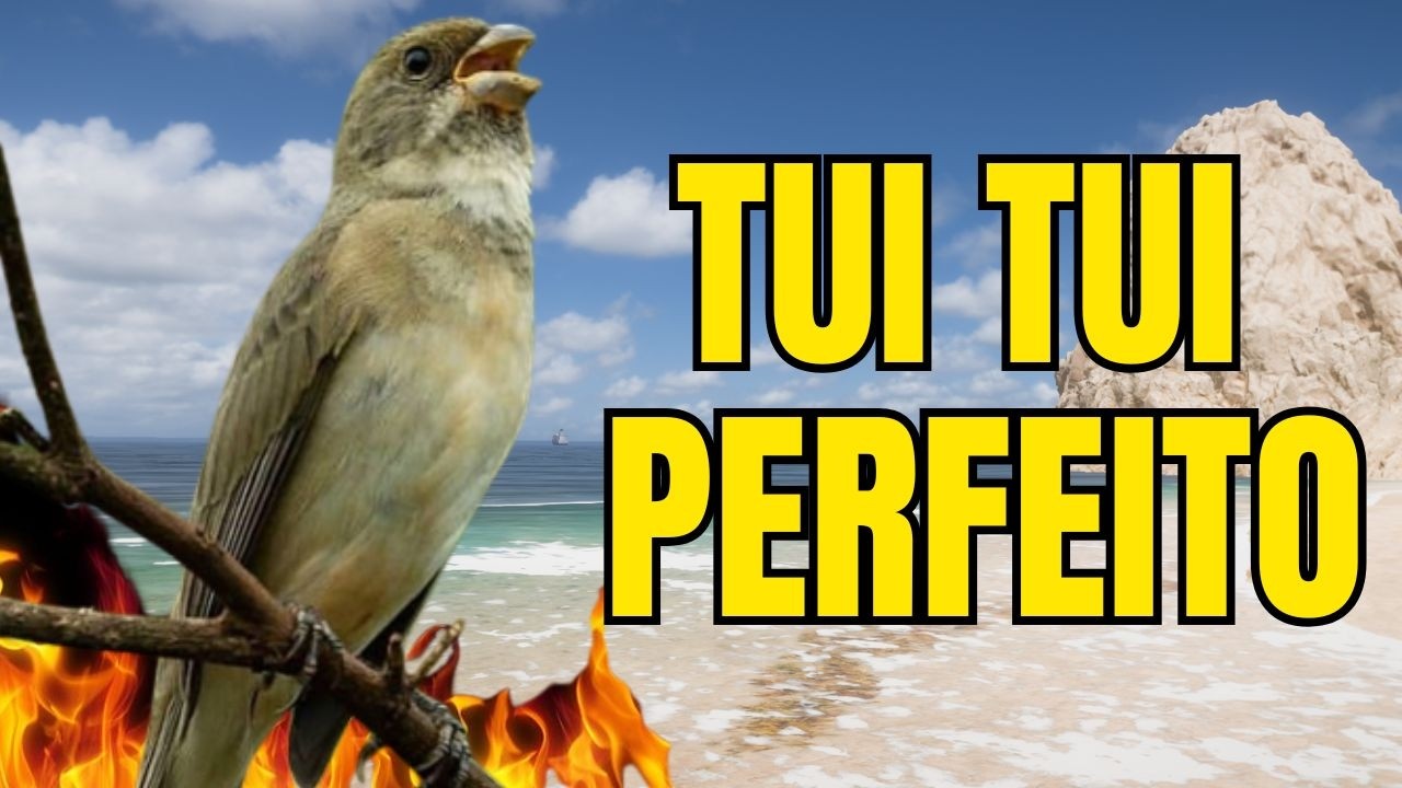 CANTO DO COLEIRO TUI TUI PERFETO PARA ESQUENTAR COLEIRO E ENSINAR COLEIRO E PAPA CAPIM PARDO