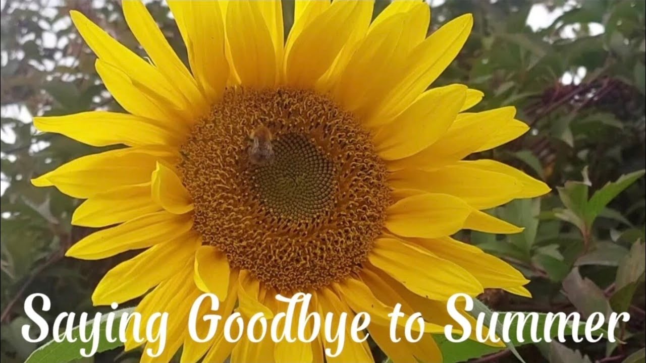 Saying Goodbye to Summer | Slow Days, Beautiful Nature and Gratitude