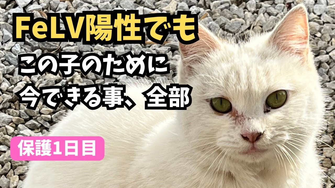 野良猫を保護しました｜検査でFeLV（猫白血病）陽性…それでも今できることを全部【保護1日目】
