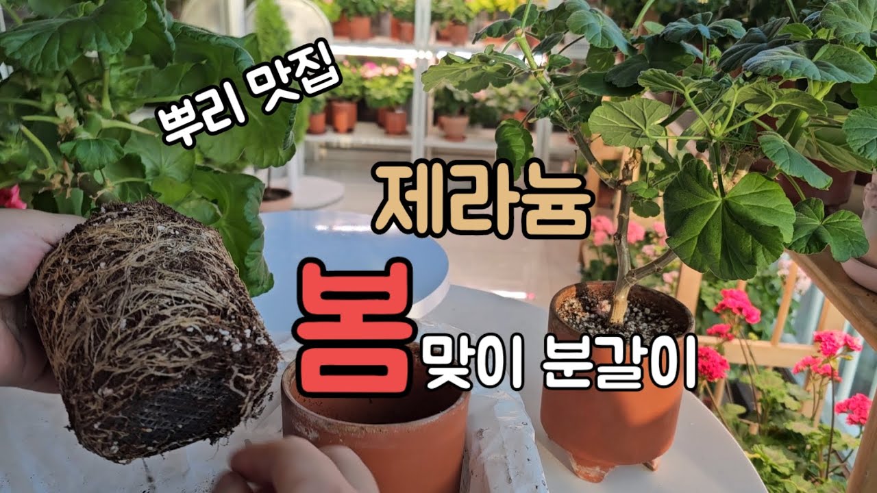 제라늄  봄 분갈이 쉽게 하세요