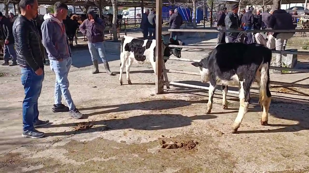 Acıpayam Canlı Hayvan Pazarı ikinci haftasında daha kalabalıktı ama özellikle büyük baş  azdı. 