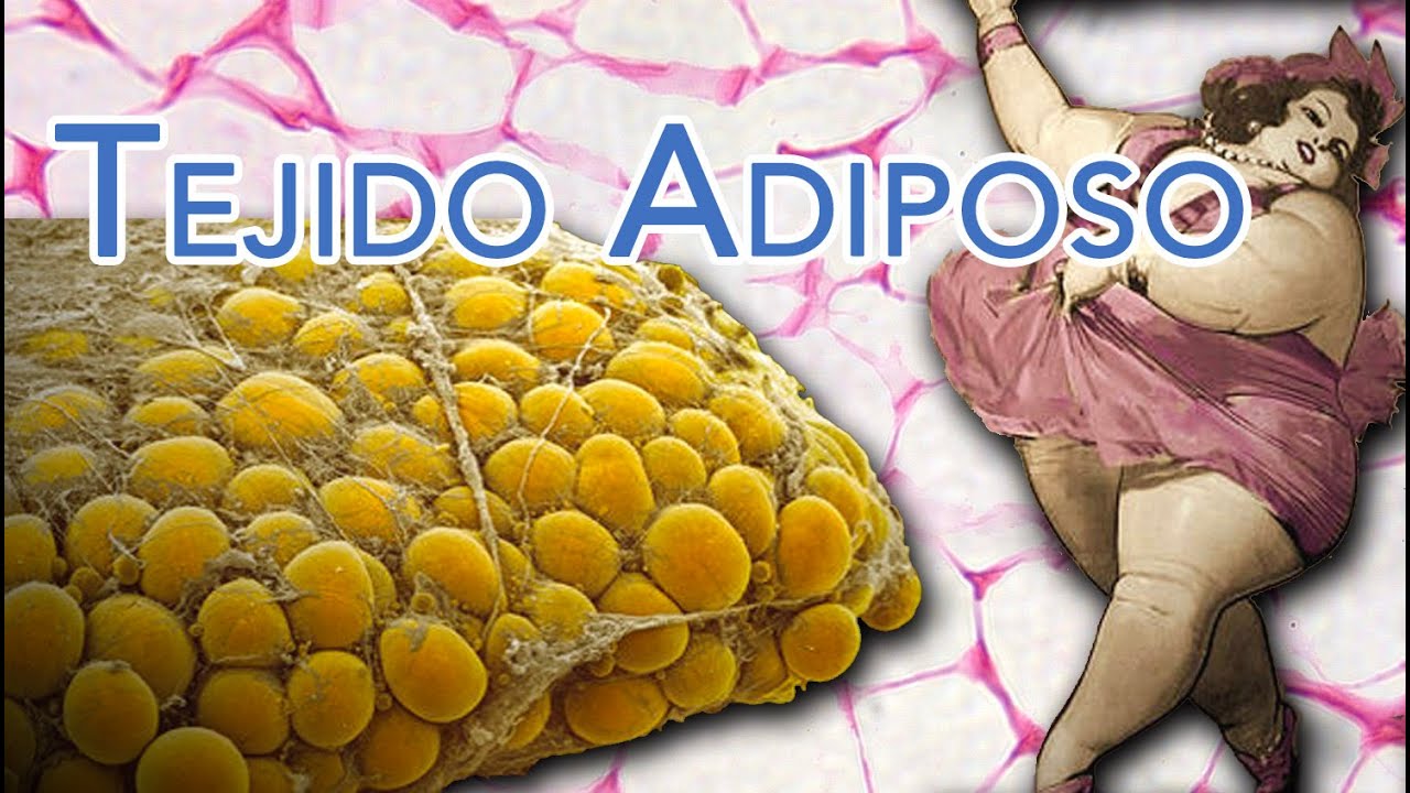 Tejido Adiposo