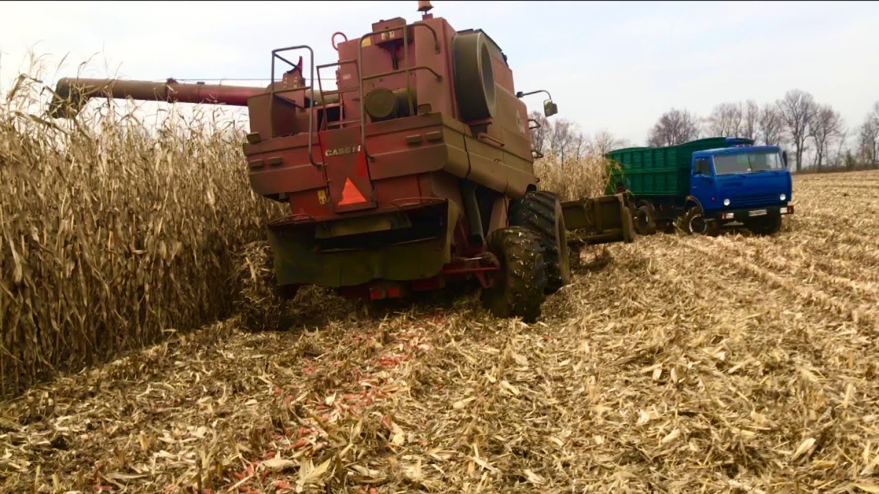 Молотим кукурузу сипе так шо і комбайн сіда, Case 2388,class lexion 480,камази не успівають