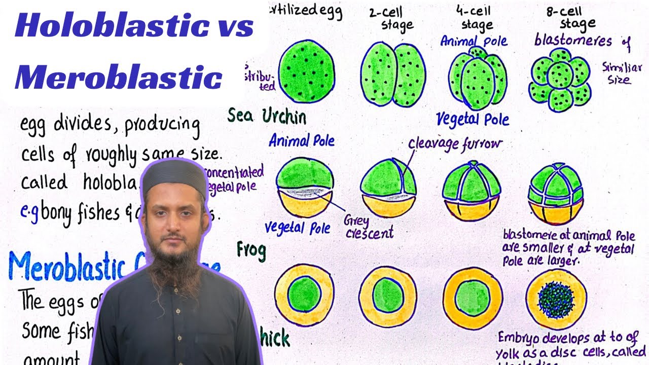 Holoblastic cleavage vs meroblastic cleavage | different patterns of cleavage