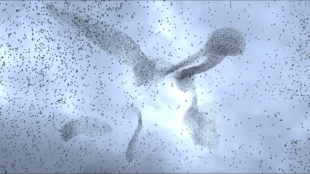 Flocks of birds as far as the eye could see