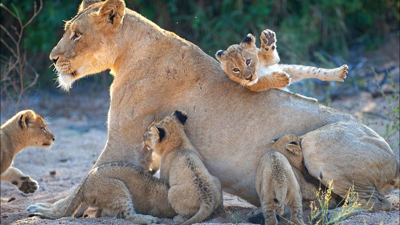 How A Lioness Fight to Keep Her Newborn Cubs Alive -The Untold Story of A Lioness & Her Newborn Cubs