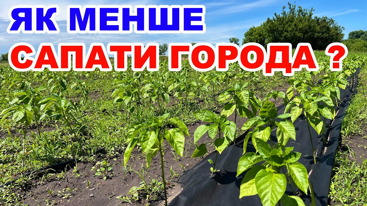Боремось з бур'янами без сапи . Чорне агроволокно для мульчування