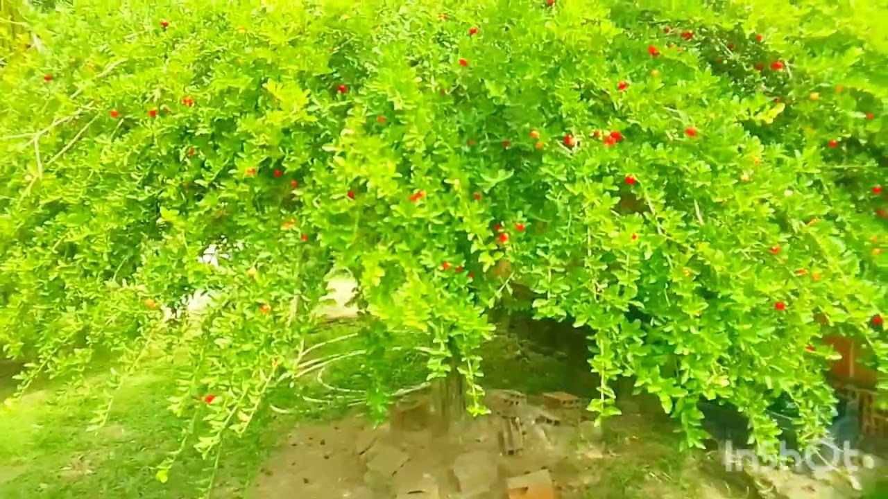 UM TERRENO PRA VENDER VENDA EM JABOATÃO DOS GUARARAPES NUMERO DO DONO (81)9 984999828 