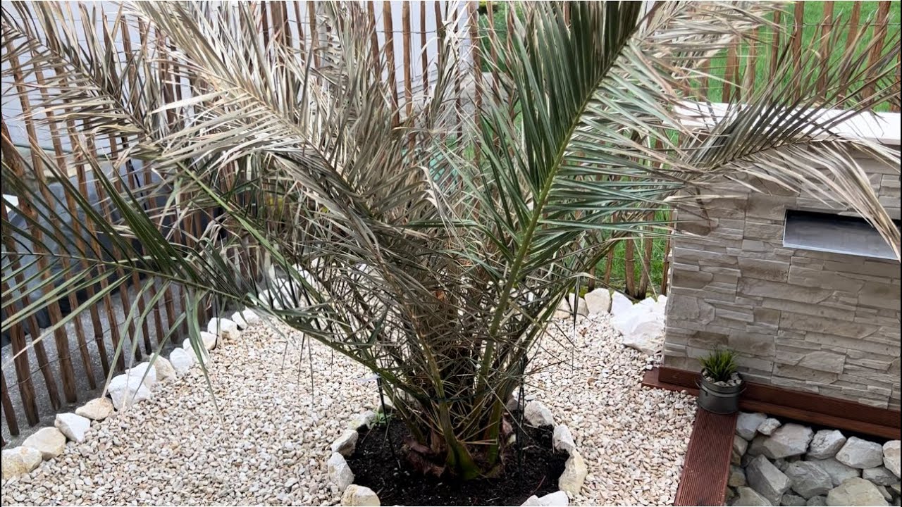 Schwere Winterschäden an den Olivenbäumen & der Phönixpalme