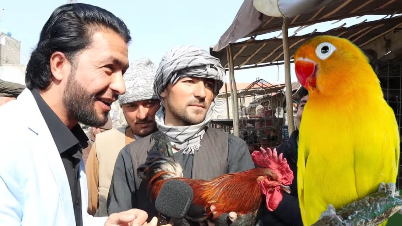 Birds Bazar, Balkh, گزارش حیات الله از بازار مرغ فروشی شهر مزارشریف، پرنده فروشی،