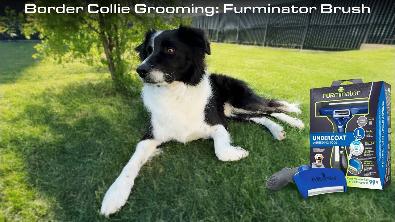 Border Collie Grooming: Furminator Brush