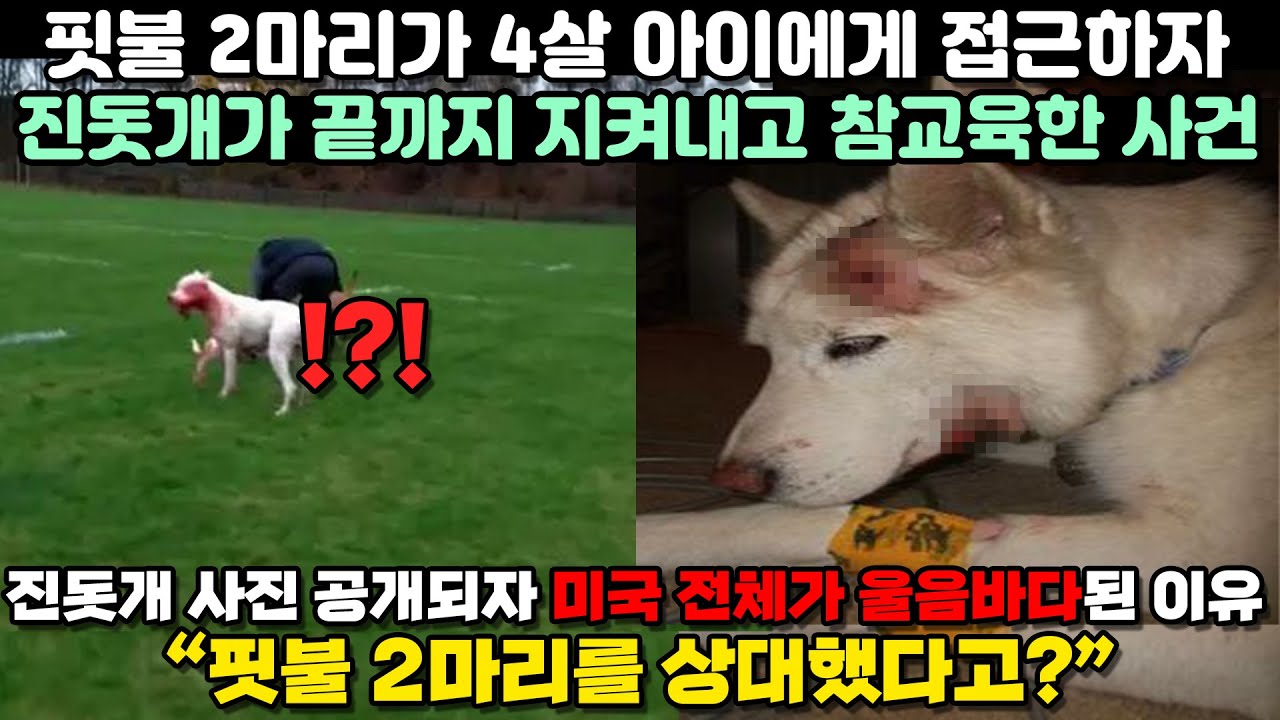 [해외반응] 핏불 2마리가 4살 아이에게 접근하자 진돗개가 끝까지 지켜낸 사건 / 외국인반응