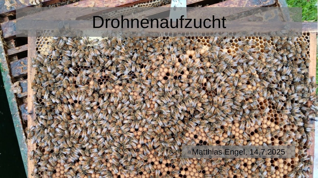 14.07.'25 Drohnenvölker aufbauen