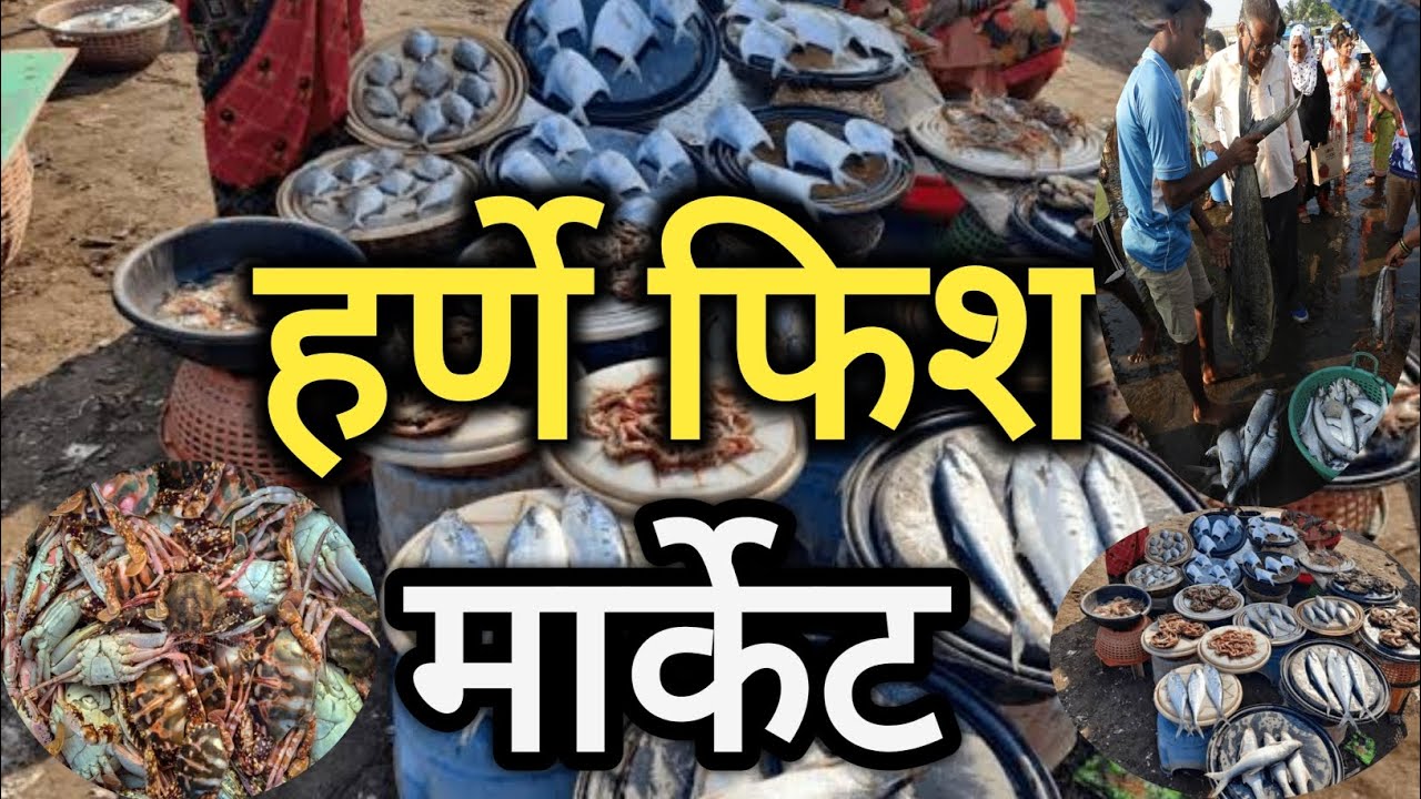 🐟हर्णे बंदर फिश मार्केट || Harne Fish Market || Harne Bandar Dapoli