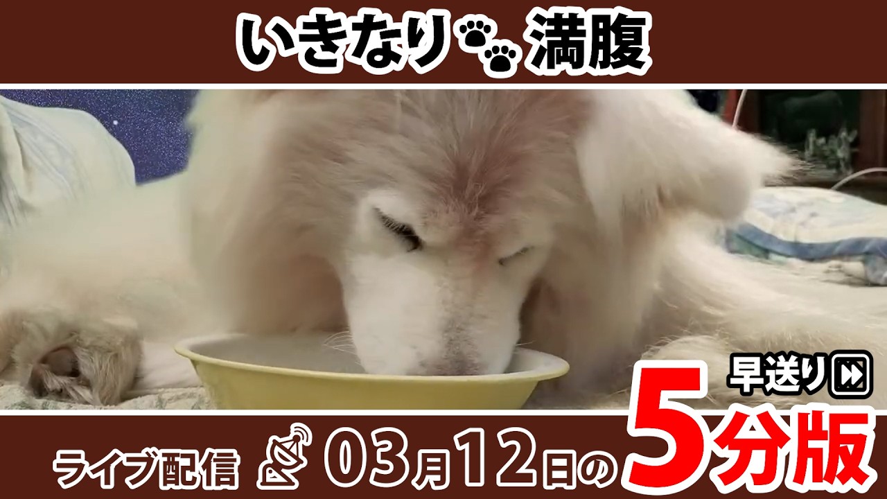 むしゃむしゃぱくぱく！  5分で深堀り＆振り返り！ ちょめの寝落ちライブ 早送り｜わさお一家｜2026/03/12