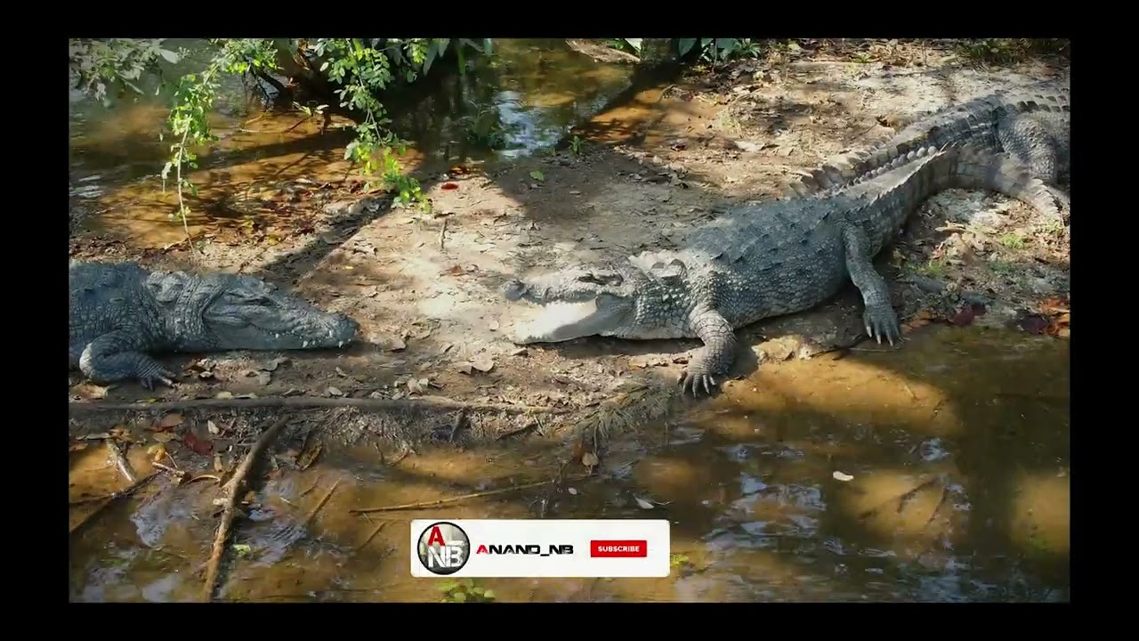 CROCODILE PARK DANDELI||DANDELI|| DANDELI WILDLIFE SANCTUARY