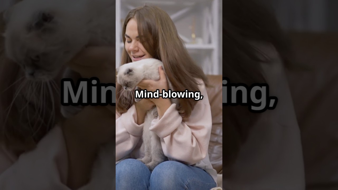 Mind blowing cat facts you didn&rsquo;t know #cattrivia #funnycats #felinefacts #catlover