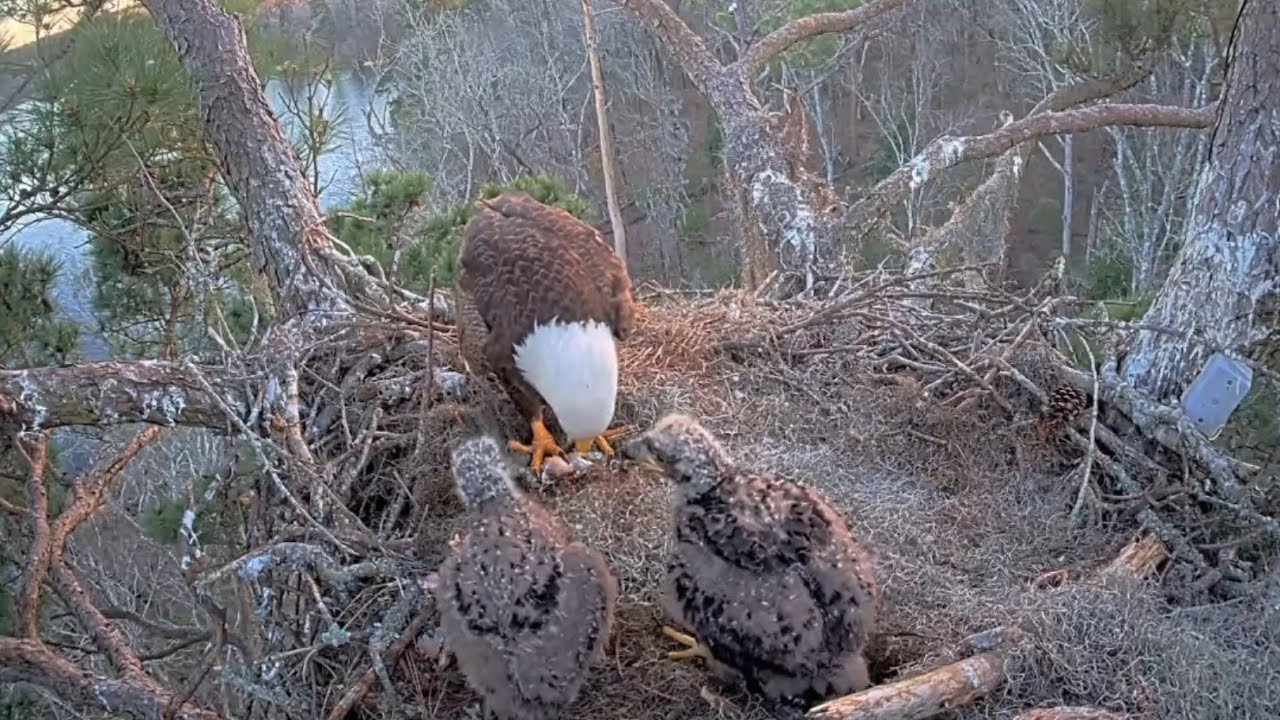 Alex II brings fish 🐟, E3-O4 tries best to eat from dad | Kisatchie National Forest | Mar 2, 2025