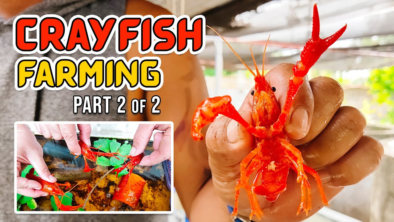 CRAYFISH FARMING: READY TO BREED ARC & RED CLARKII CRAYFISH, NAIBEBENTA UMANO NG P800-1,000 PER TRIO