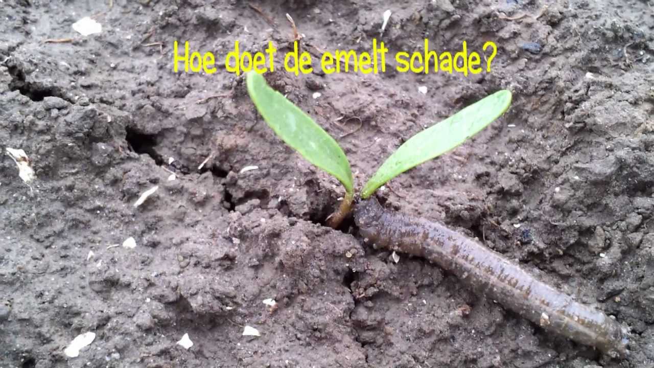 Emelten een probleem in suikerbieten