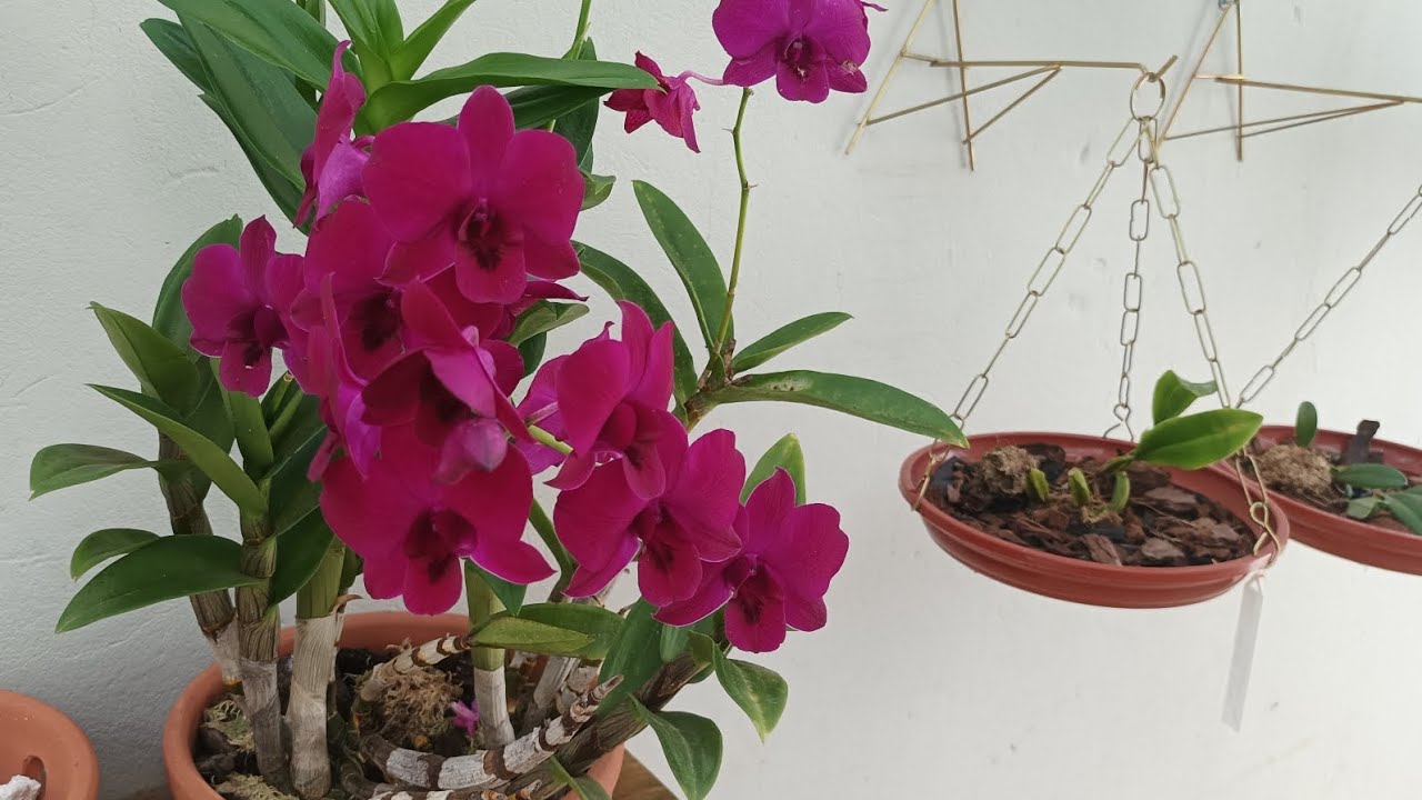 A Importância do Enxofre nas Orquídeas, mais Novidades!