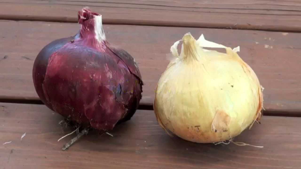 How To Grow and Harvest Bulb Onions