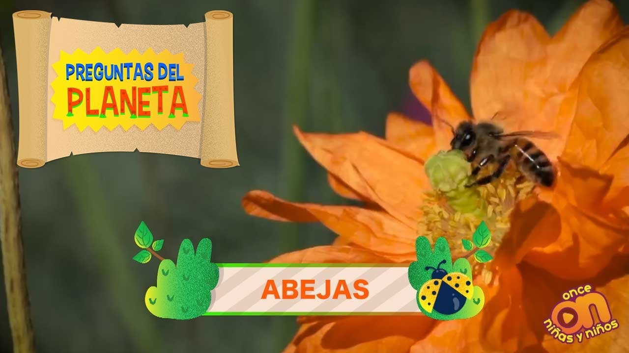 🐝 Abejas. Preguntas del planeta