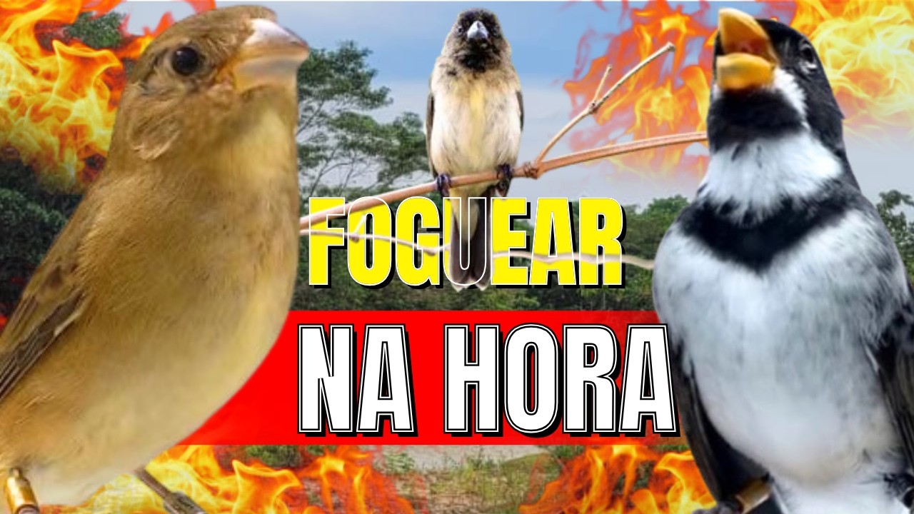 COLEIRO TUÍ-TUÍ FÊMEA CHAMANDO ENCARTE DE COLEIRO PARDOS ESQUENTA COLEIRO TUI TUI / COLEIRO TUI TUI