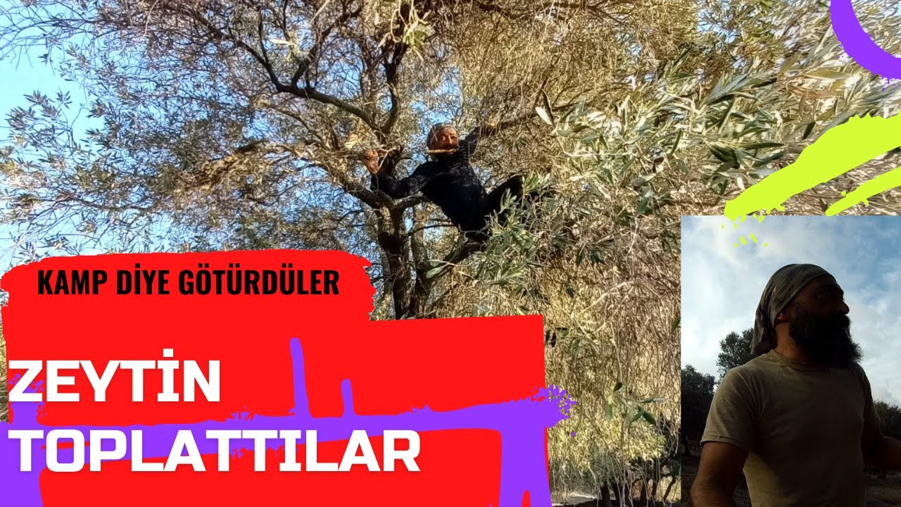 KAMP DİYE GETİRDİLER ZEYTİN TOPLATTILAR - Sohbet, Muhabbet