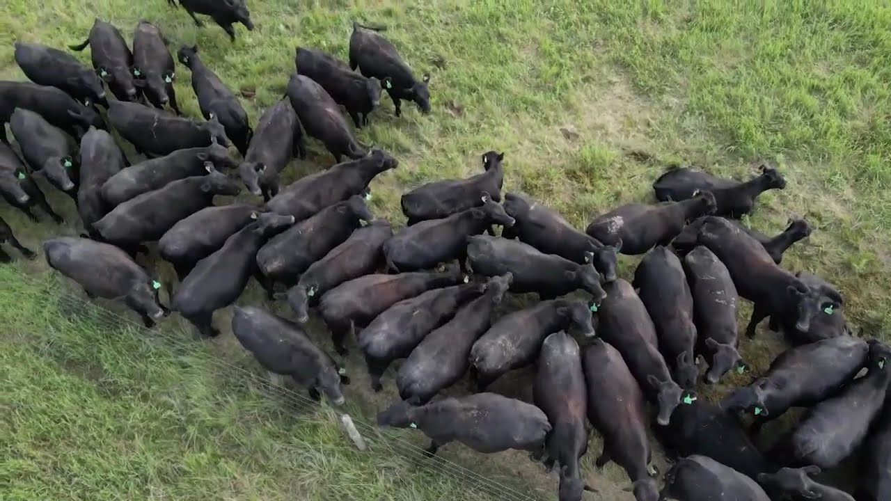 State of the Beef Industry | How Long Will Historic Cattle Market Last?