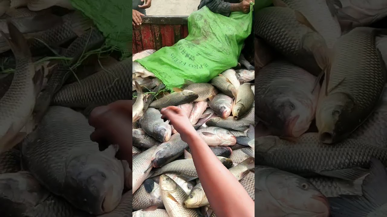 #fishing #twofish #pleasesubscribe #fish #twolessfishinthesea #aquariumfishfish #youtubevideo #carp